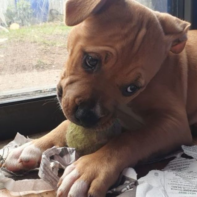 Photo of Melon