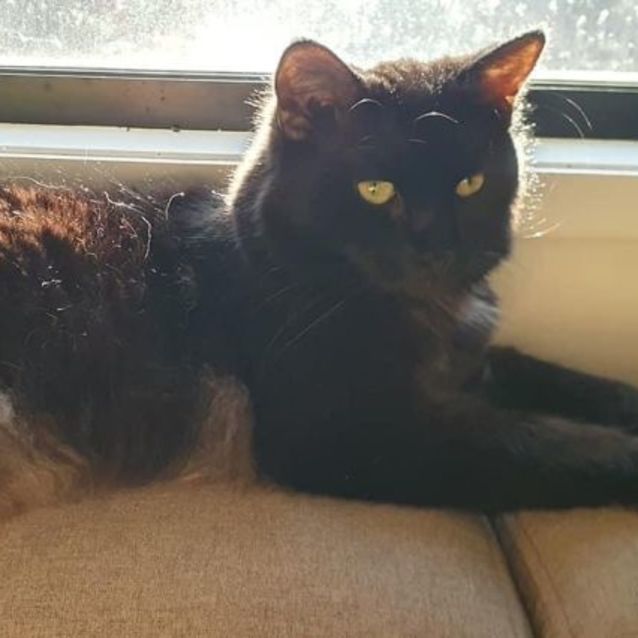 Photo of Shadow