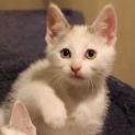Photo of Suki