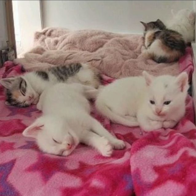 Photo of Latte