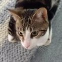 Photo of Bob Cat