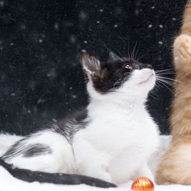 Photo of Schoggi **2nd Chance Cat Rescue**