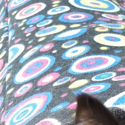 Milo ^^Dandy Cat Rescue^^