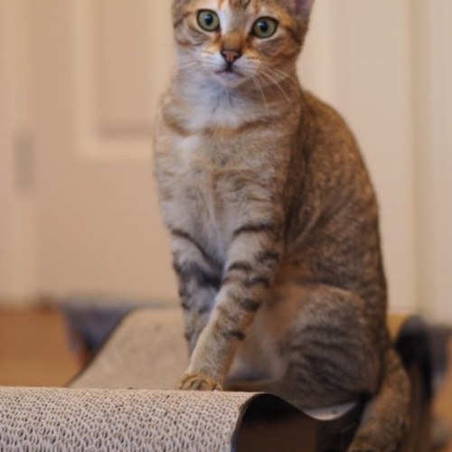 Faith - petite; stunning girl