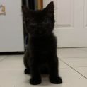 Photo of Blitzel**2nd Chance Cat Rescue**