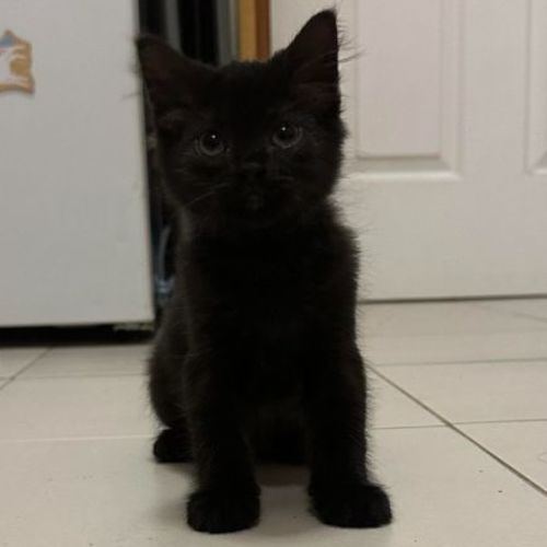 Blitzel**2nd Chance Cat Rescue**