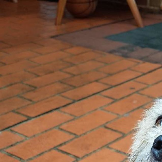 Photo of Bailey Our Friendly Young Man 
