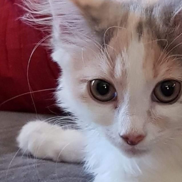 Photo of Elsa