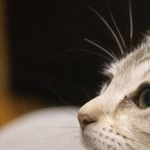 Agnetha ^^Dandy Cat Rescue^^