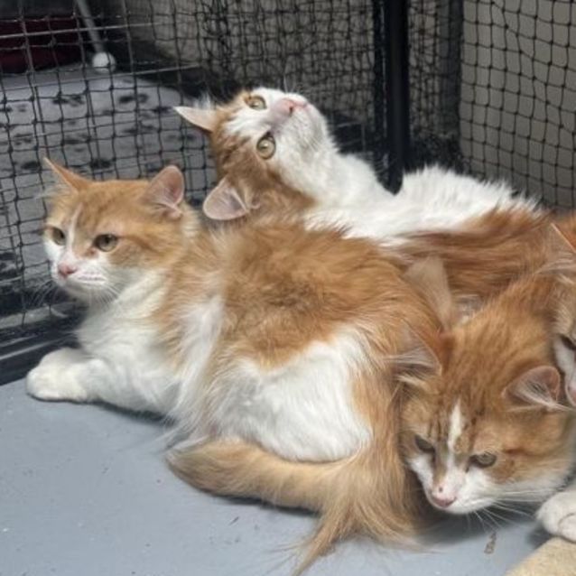Photo of Magnolia **2nd Chance Cat Rescue**
