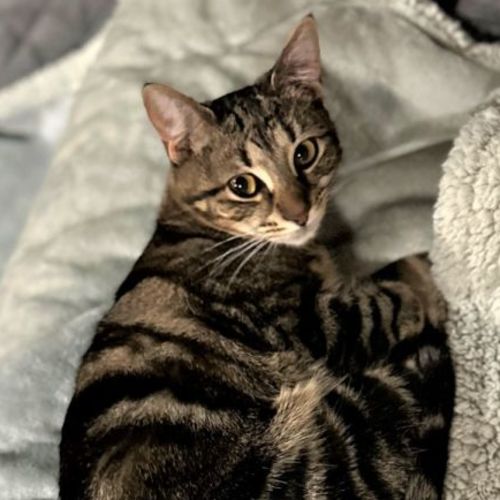 No photo for Sadie **2nd Chance Cat Rescue**