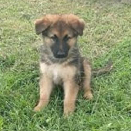 Connor (adoption pending)