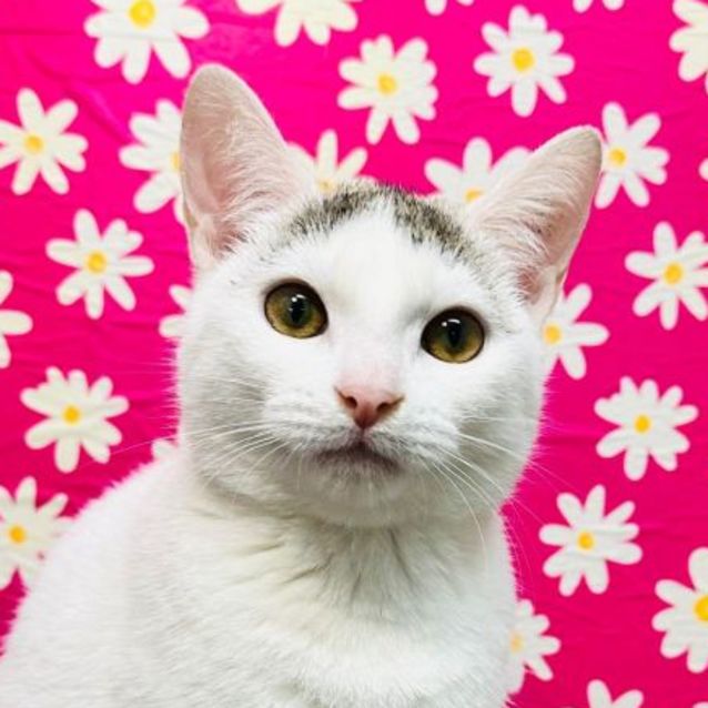 Photo of Curly   Located In Keilor 