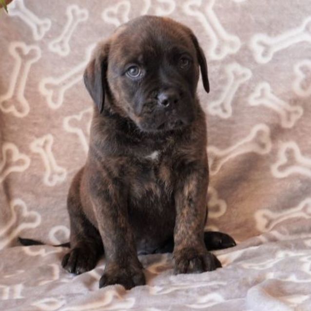 Photo of Chevy
