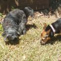 Photo of Min Min And Bella