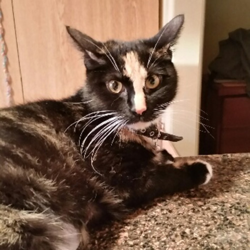 Pippa **2nd Chance Cat Rescue**