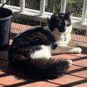 Photo of Peanut