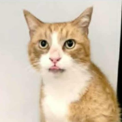 No photo for Hokey Pokey