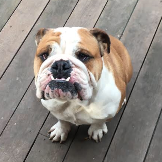 Champ - Medium Male Australian Bulldog Dog in VIC - PetRescue