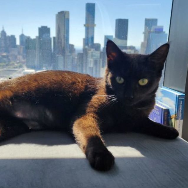 Photo of Midnight