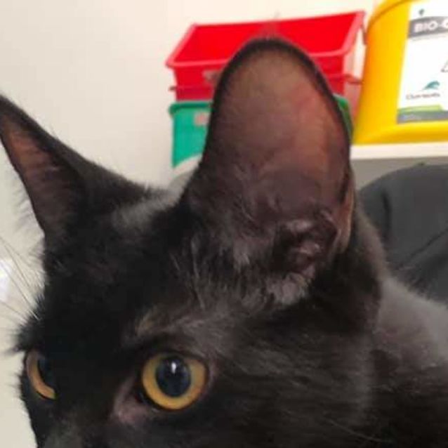 Photo of Little Miss/Missy