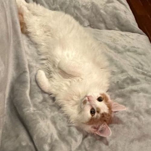 Marzipan ** 2nd Chance Cat Rescue**