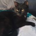 Photo of Violet **2nd Chance Cat Rescue**