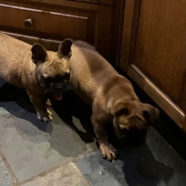 Ewok french bulldog 2025