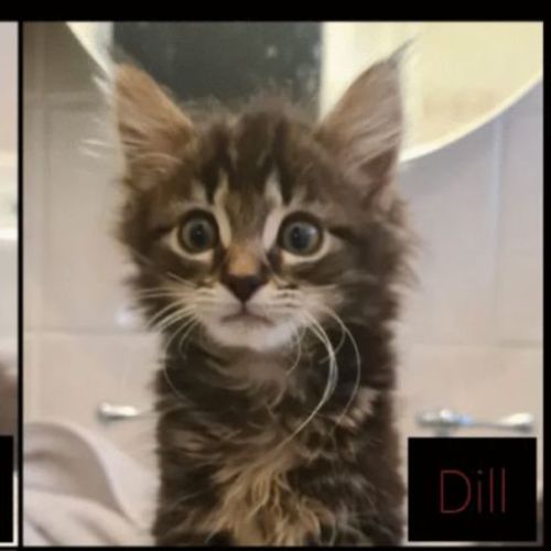 Dill meet me at Petstock carrum downs