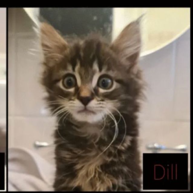 Photo of Dill Meet Me At Petstock Carrum Downs