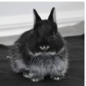 Photo of Chunkie