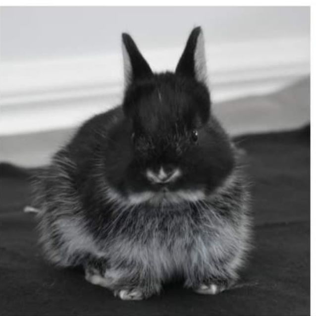 Photo of Chunkie