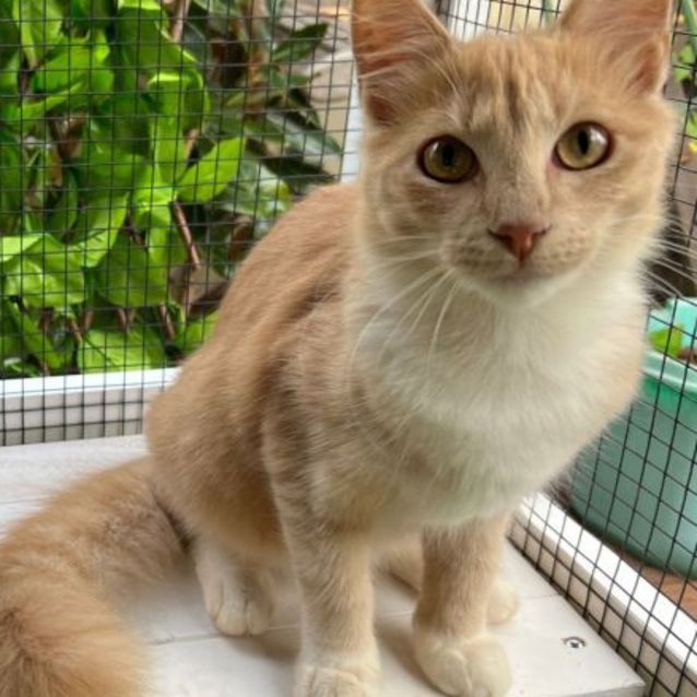 Photo of 🧡 Bailey 🧡