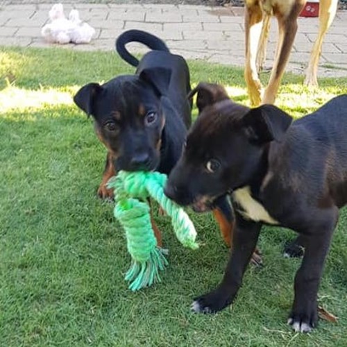 Puppy Eris DL2286
