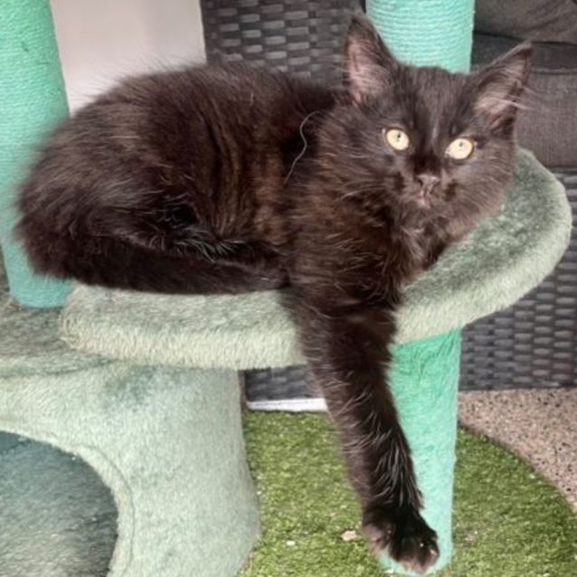 Photo of Nightfalcon 