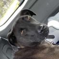 Photo of Moose