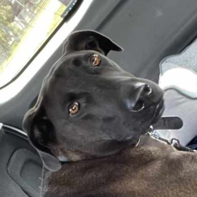 Photo of Moose