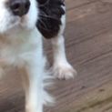 Photo of Ruby And Wilson ~ Cav And Mal (On Trial 18/8/19)