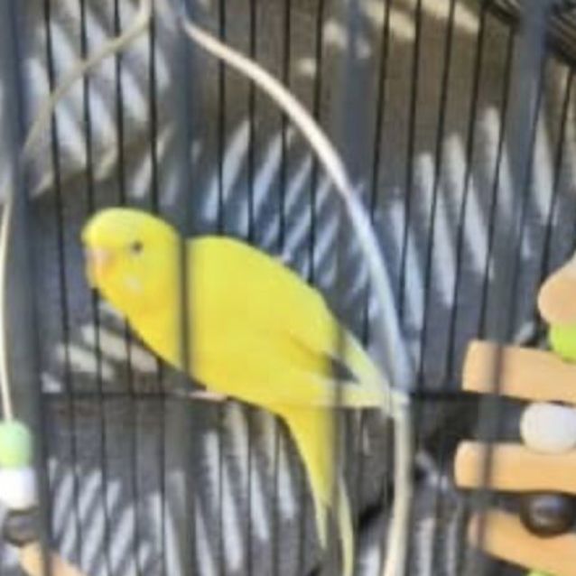 Photo of Fae & Flower