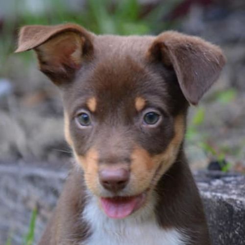 Byron (Adoption Pending)