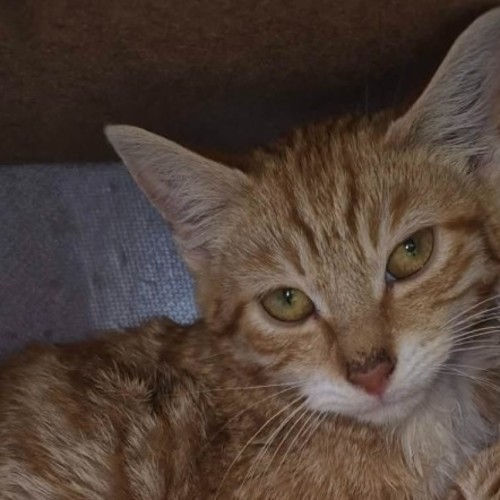 Ivy ** 2nd Chance Cat Rescue**