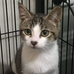 No photo for Leon Reduced Adoption Fee