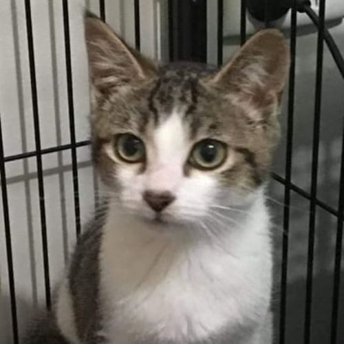 Leon-Reduced Adoption Fee