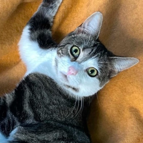 Judah ** 2nd Chance Cat Rescue **
