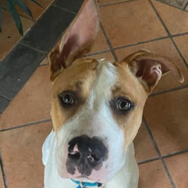 Photo of Odie