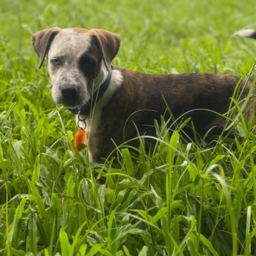 Pepper