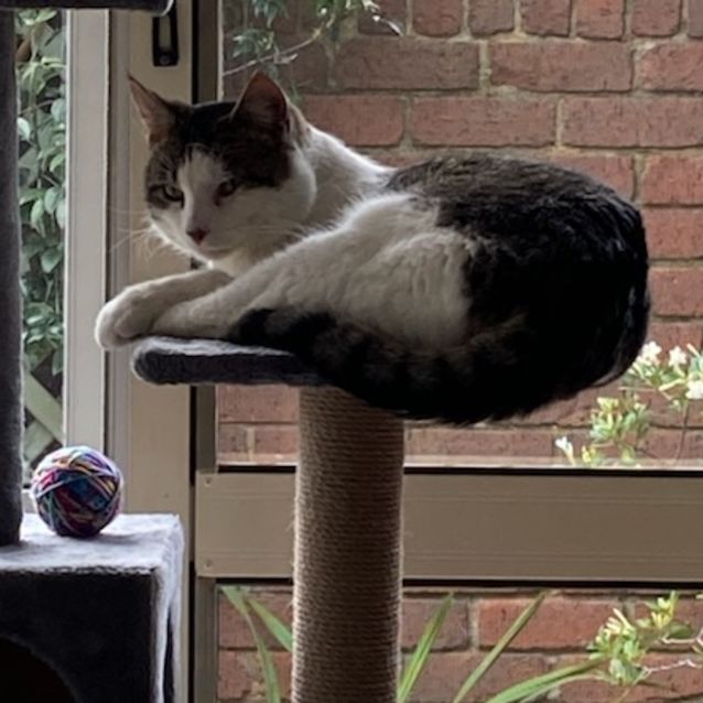 Photo of 🐾🐾🐾Lui🐾🐾🐾