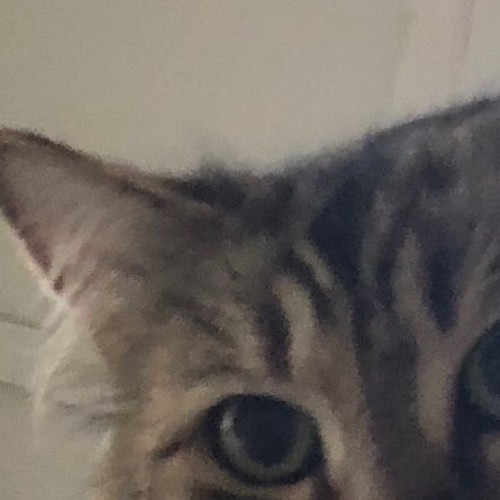 Duchess