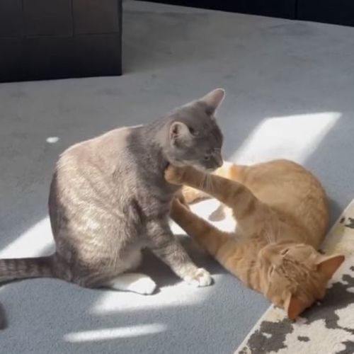 Layla & Loki