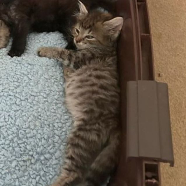 Photo of Bronte**2nd Chance Cat Rescue**
